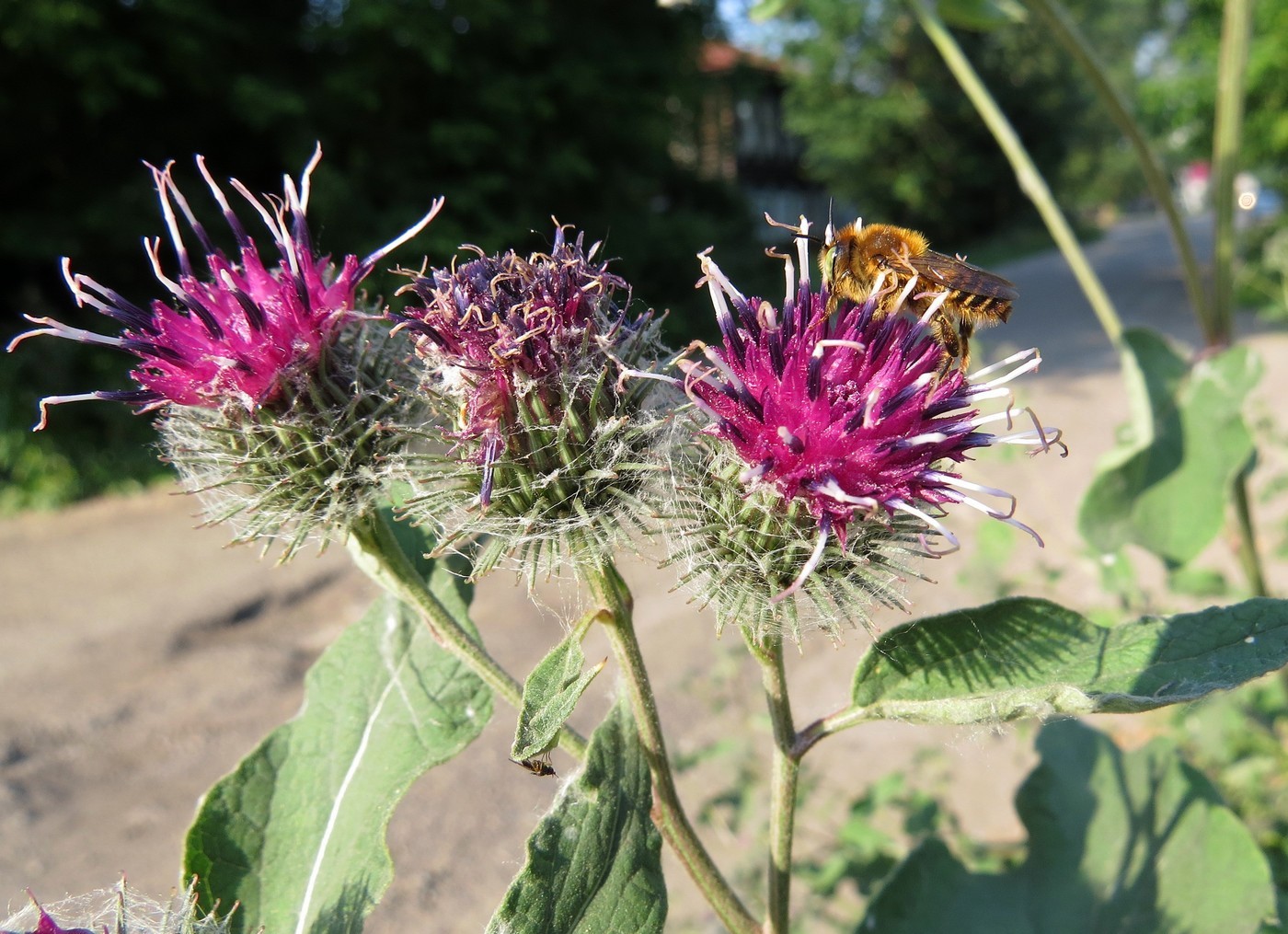 Изображение особи Arctium tomentosum.