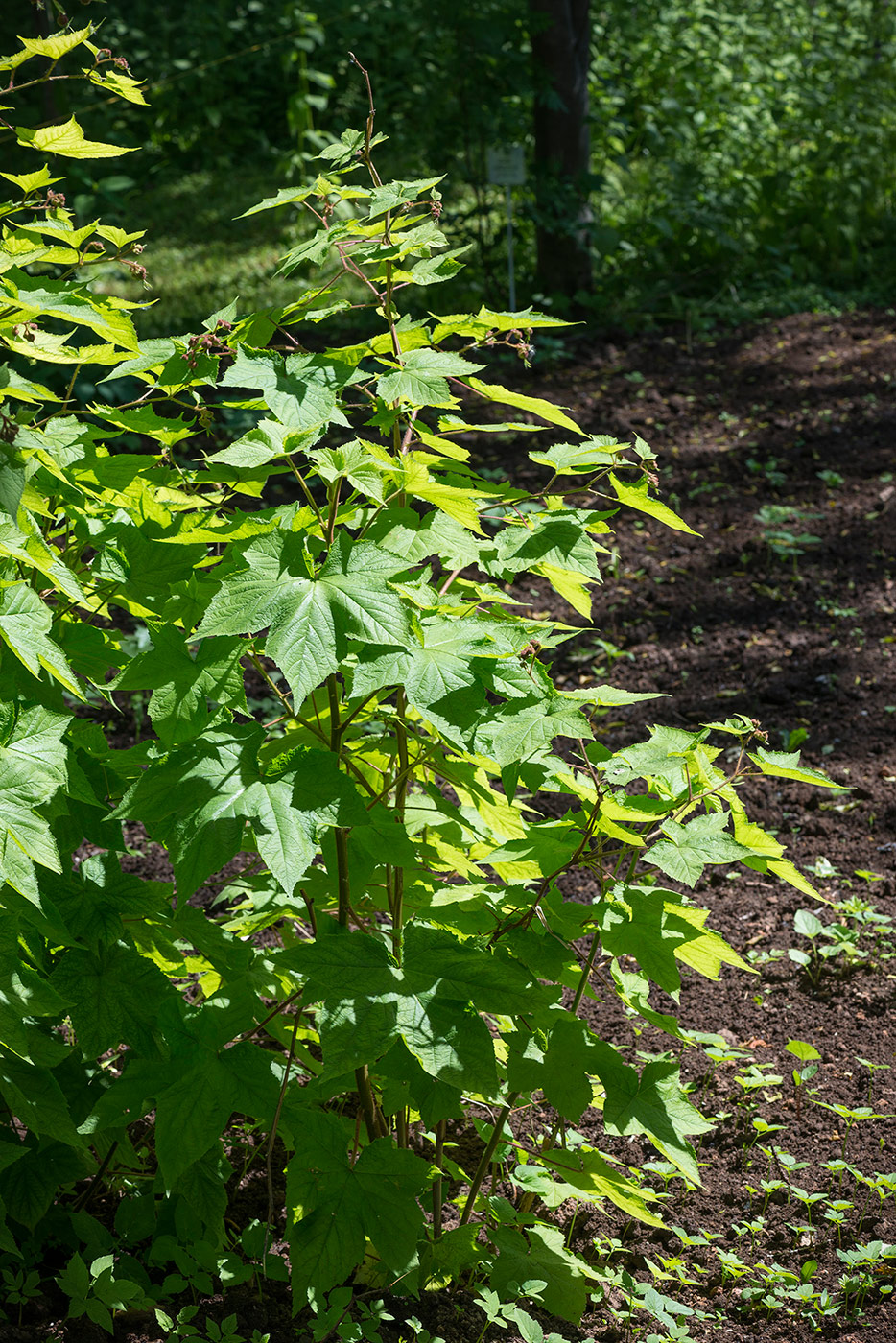 Изображение особи Rubus odoratus.