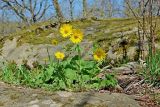 Doronicum orientale. Цветущее растение (справа внизу - молодые побеги купены). Краснодарский край, Абинский р-н, окр. пос. Новый, склон горы Чубатая, в углублении на скальном монолите. 11.04.2019.