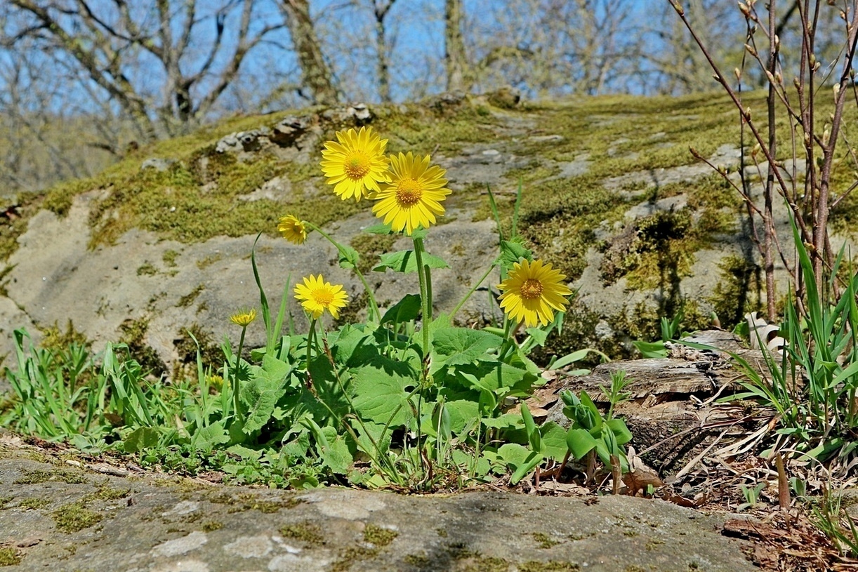 Image of Doronicum orientale specimen.