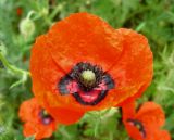 Papaver pavoninum