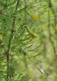 Caragana arborescens