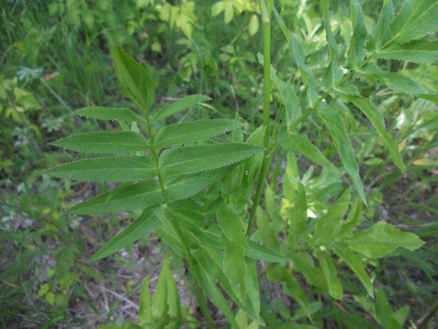 Image of Sium latifolium specimen.