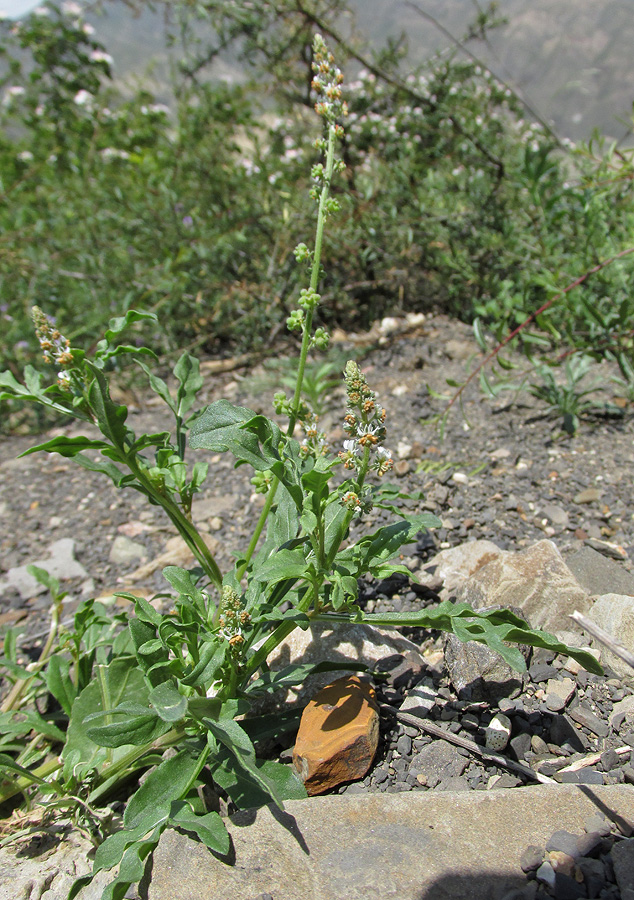 Image of Reseda globulosa specimen.