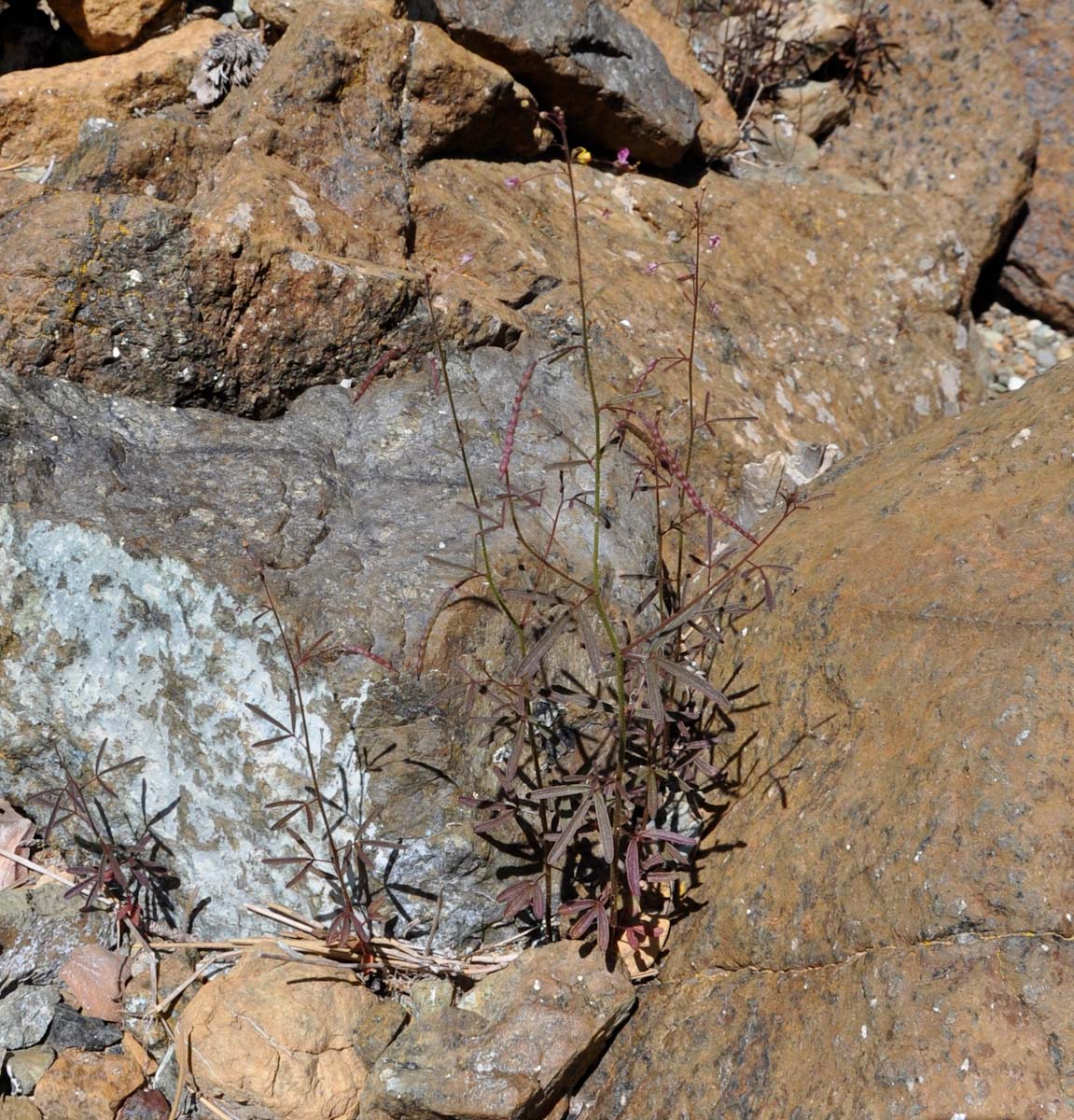 Image of Cleome iberica specimen.