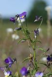 Viola tricolor. Верхняя часть цветущего растения. Тверская обл., Осташковский р-н, окр. дер. Кравотынь, луг на песчаной почве. 16.07.2019.