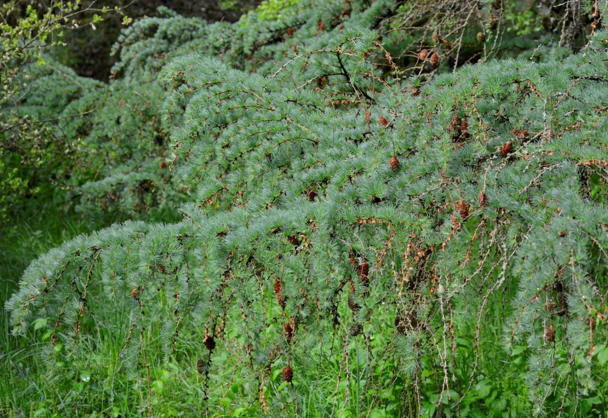 Image of Larix kaempferi specimen.