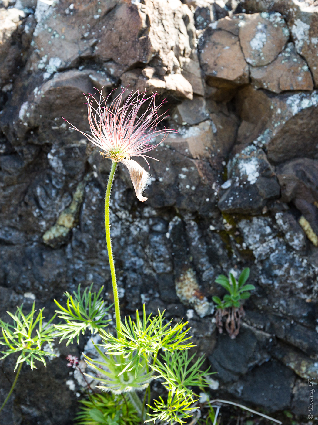 Изображение особи Pulsatilla angustifolia.