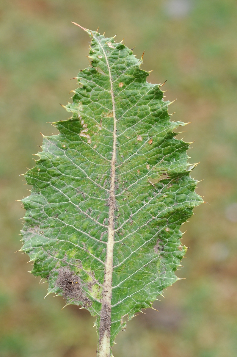 Image of Cousinia horrescens specimen.