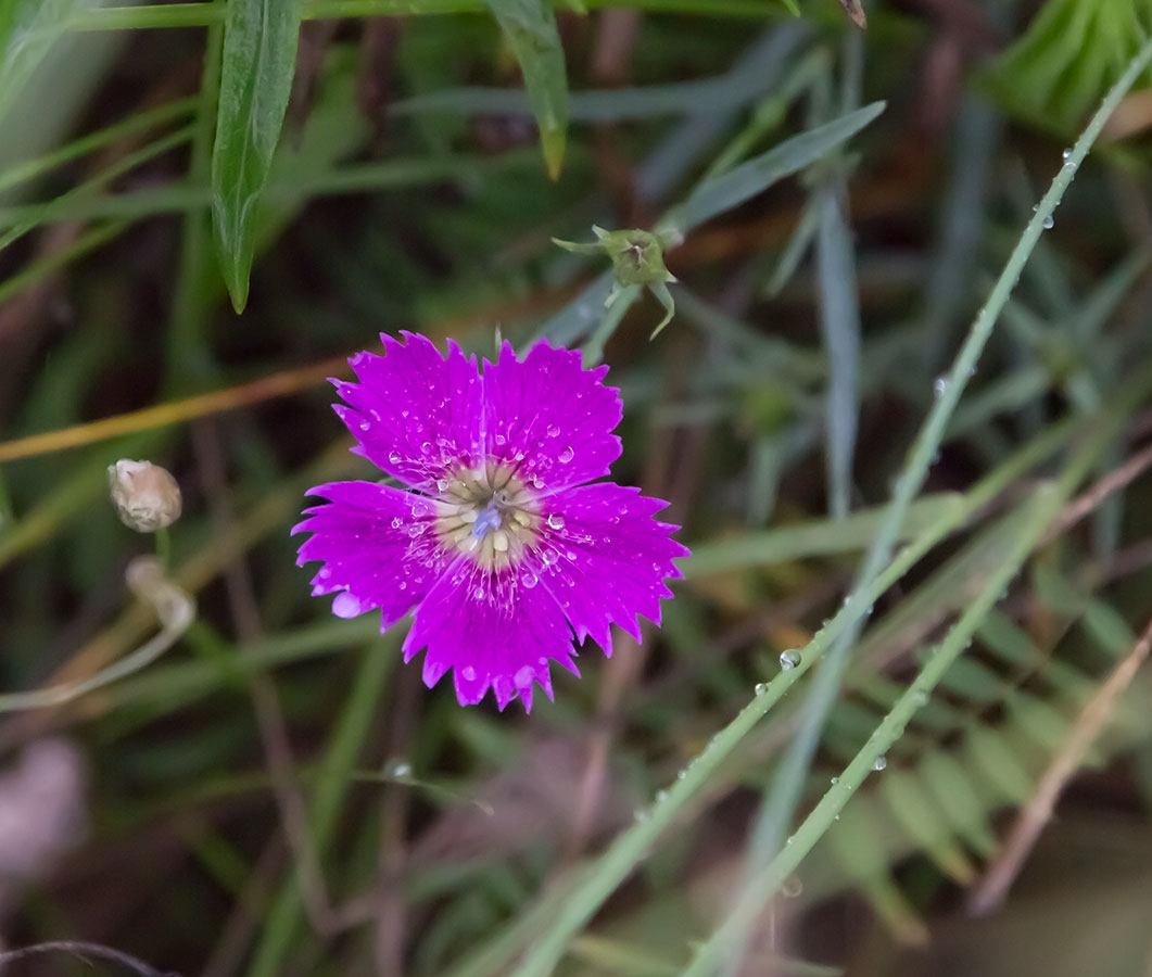 Изображение особи Dianthus versicolor.