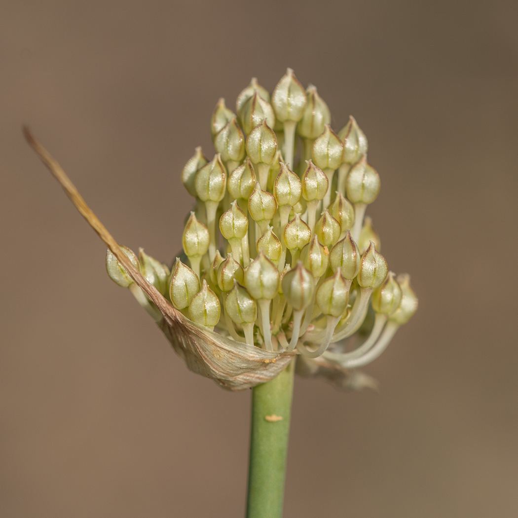 Изображение особи Allium savranicum.