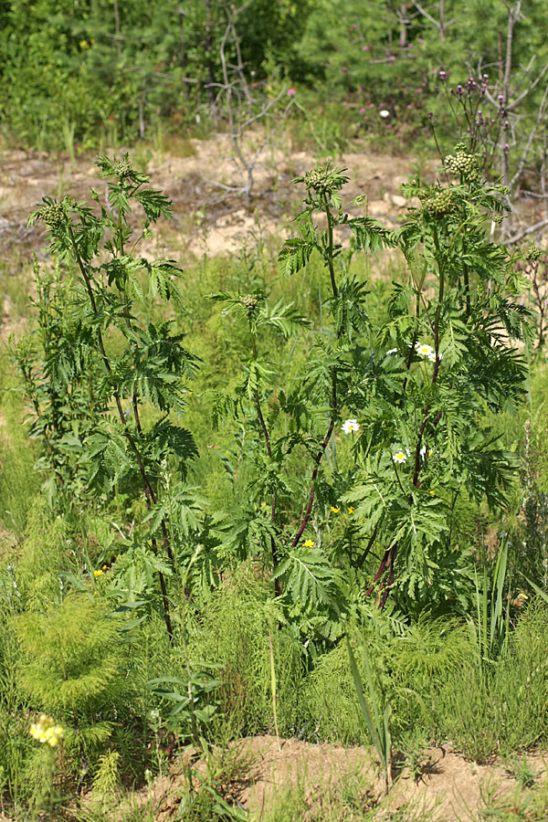 Image of Tanacetum vulgare specimen.