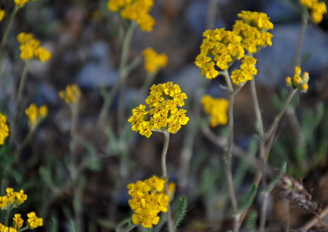 Image of genus Achillea specimen.