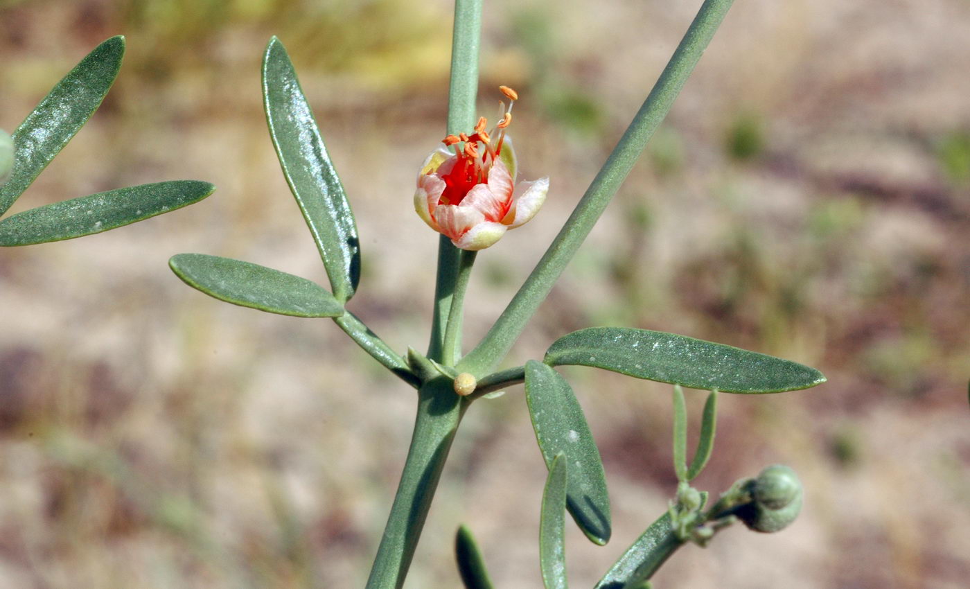 Image of Zygophyllum ovigerum specimen.