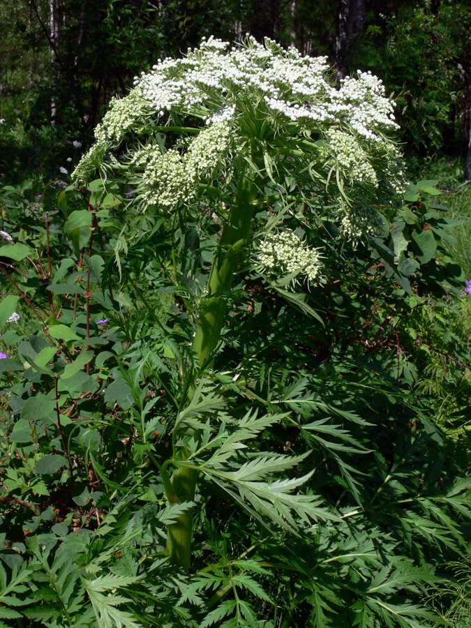 Изображение особи Pleurospermum uralense.