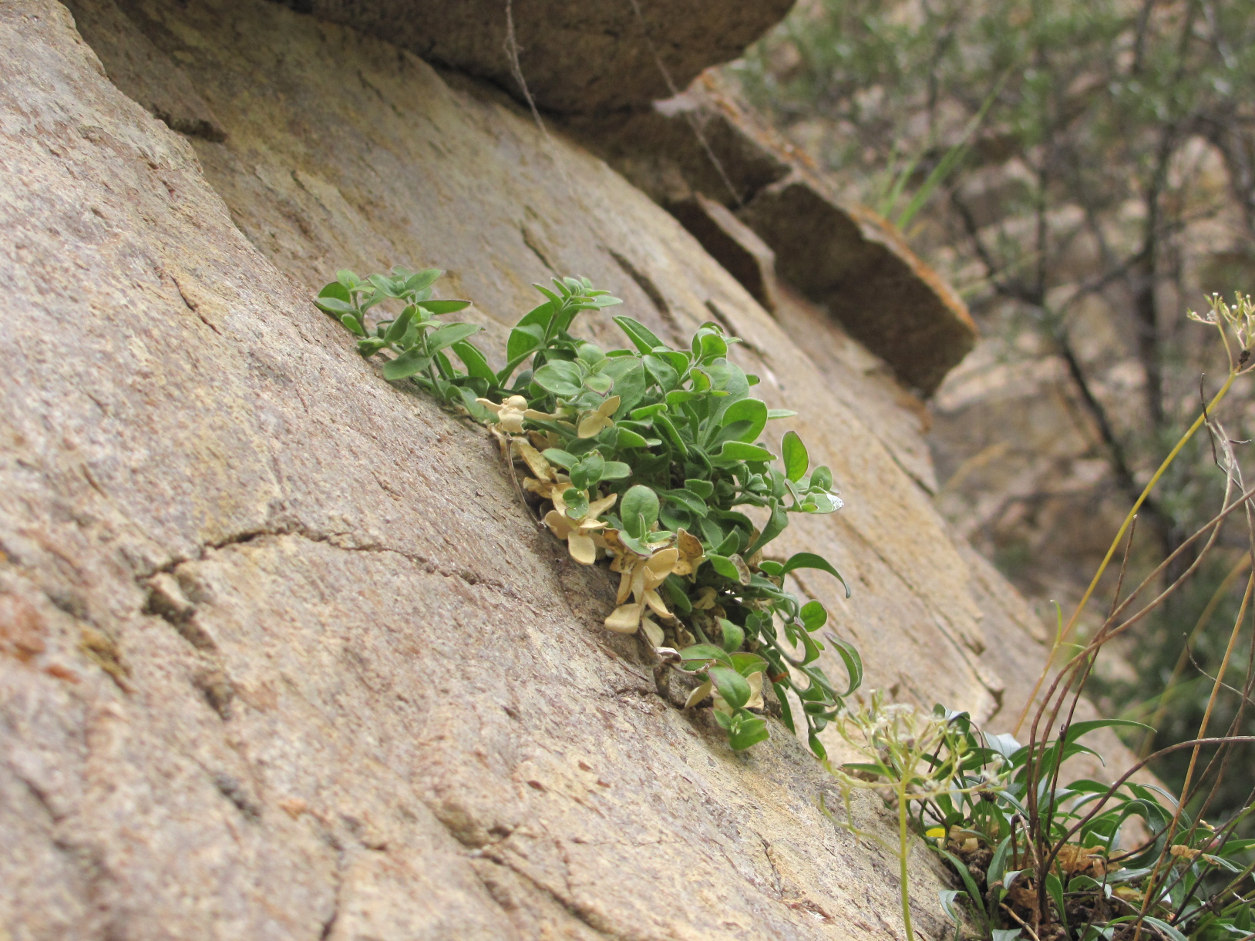 Image of Silene pygmaea specimen.