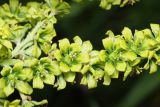 Veratrum lobelianum. Часть соцветия. Карачаево-Черкесия, Домбай, верховья долины р. Алибек. 20.07.2010.