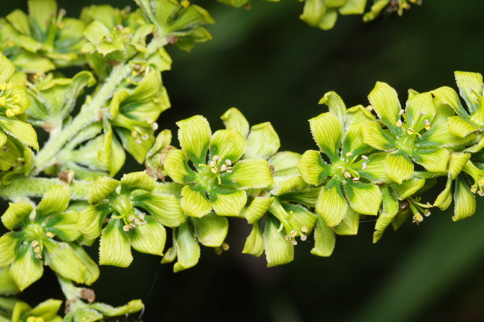 Изображение особи Veratrum lobelianum.