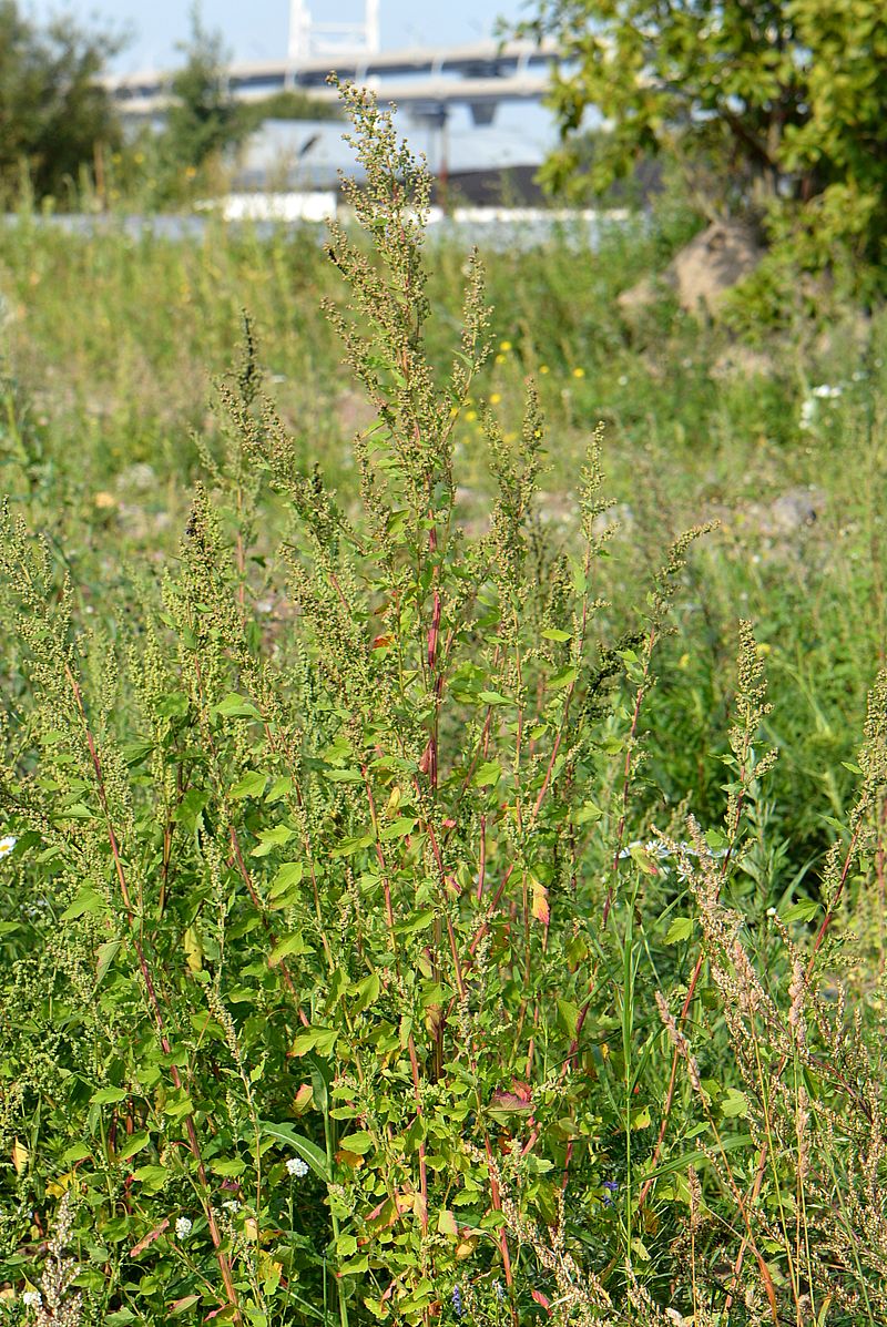 Image of Chenopodium acerifolium specimen.