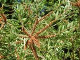 Callistemon phoeniceus