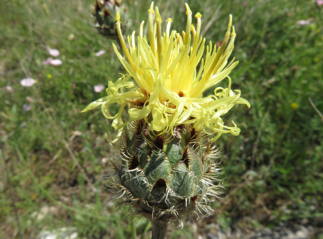 Image of Centaurea mannagettae specimen.