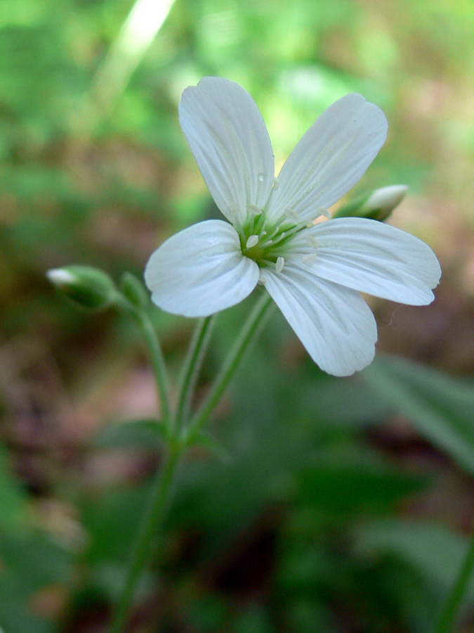 Image of Cerastium pauciflorum specimen.