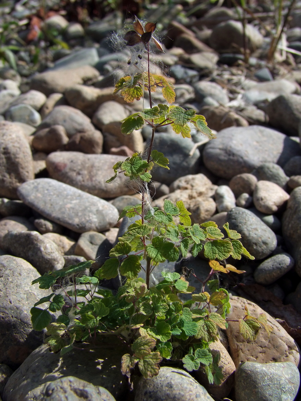 Image of Thalictrum sparsiflorum specimen.