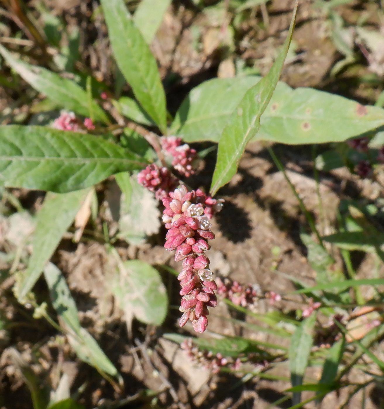 Image of Persicaria lapathifolia specimen.