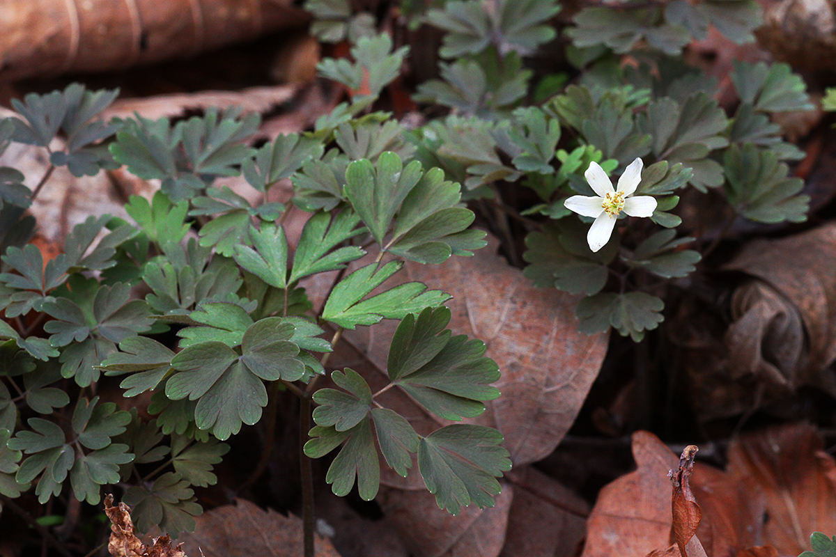 Image of Semiaquilegia manshurica specimen.