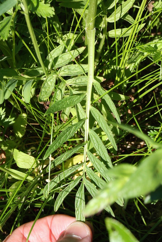 Image of Valeriana salina specimen.