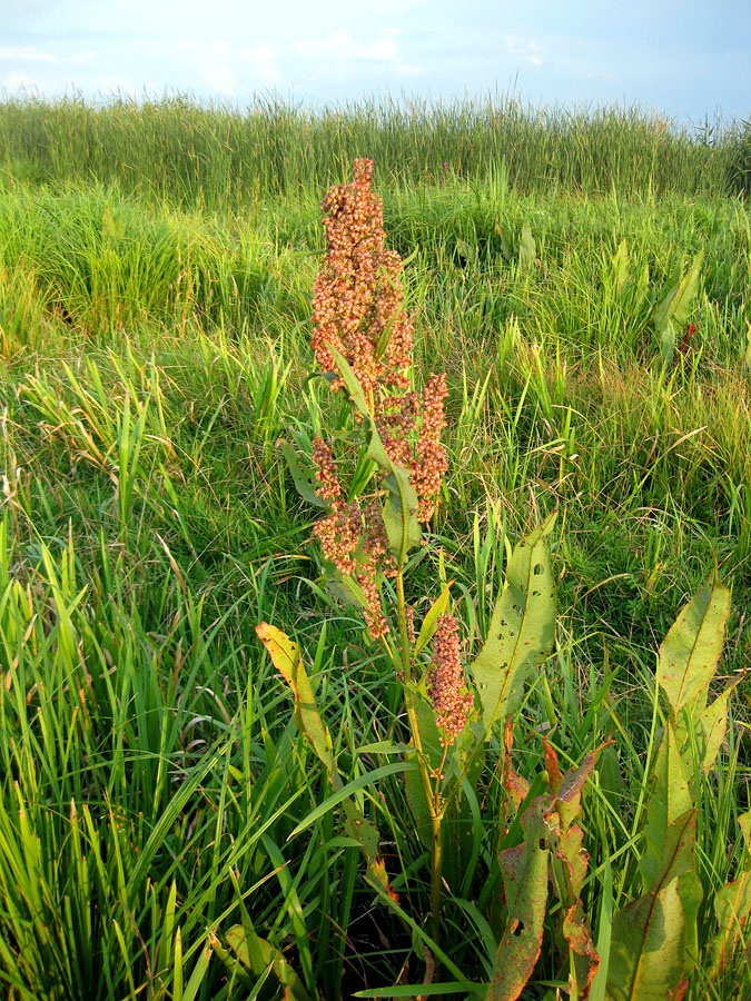 Image of Rumex hydrolapathum specimen.