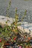 Oenothera rubricaulis. Плодоносящее растение. Карелия, г. Медвежьегорск, Привокзальный сквер, на щебне близ площадки рядом с паровозом-памятником. 26.09.2020.