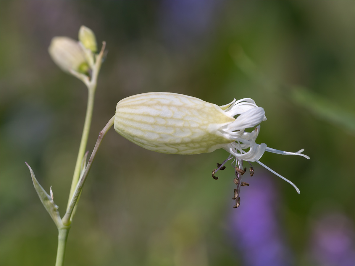 Изображение особи Oberna littoralis.