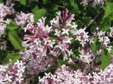 Syringa microphylla