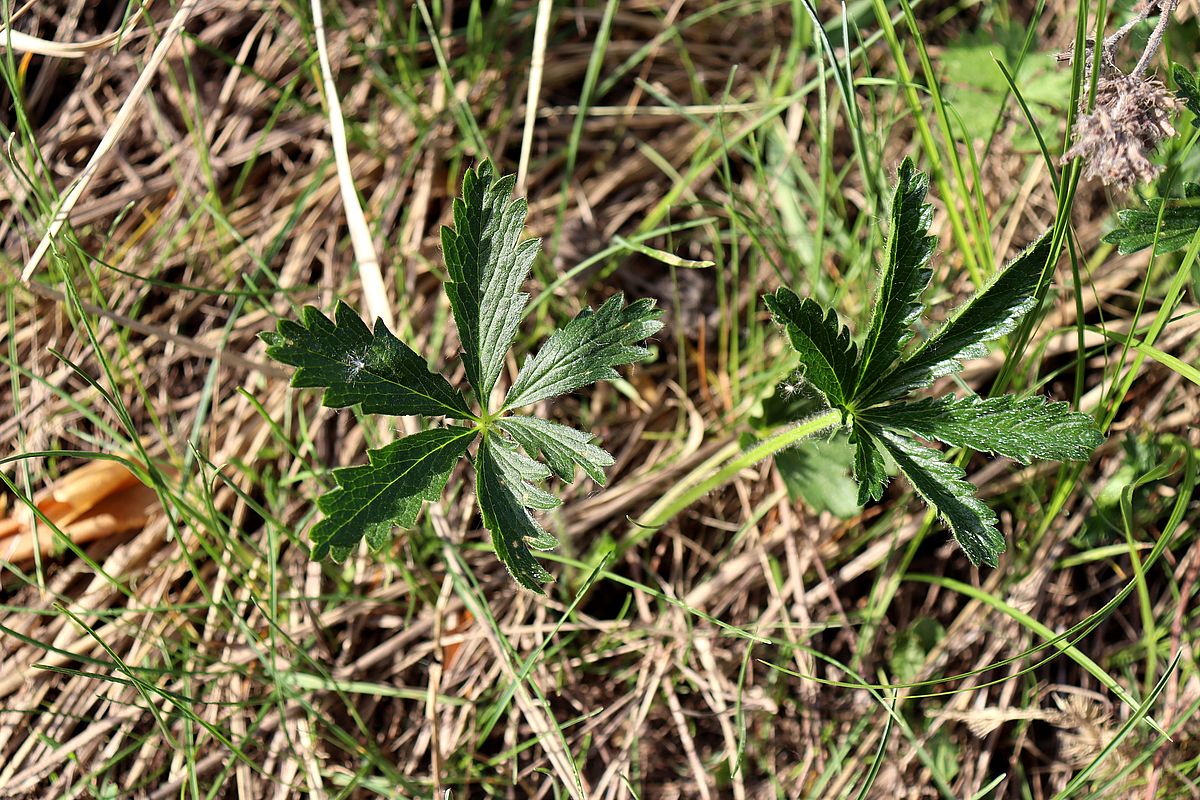 Image of Potentilla goldbachii specimen.