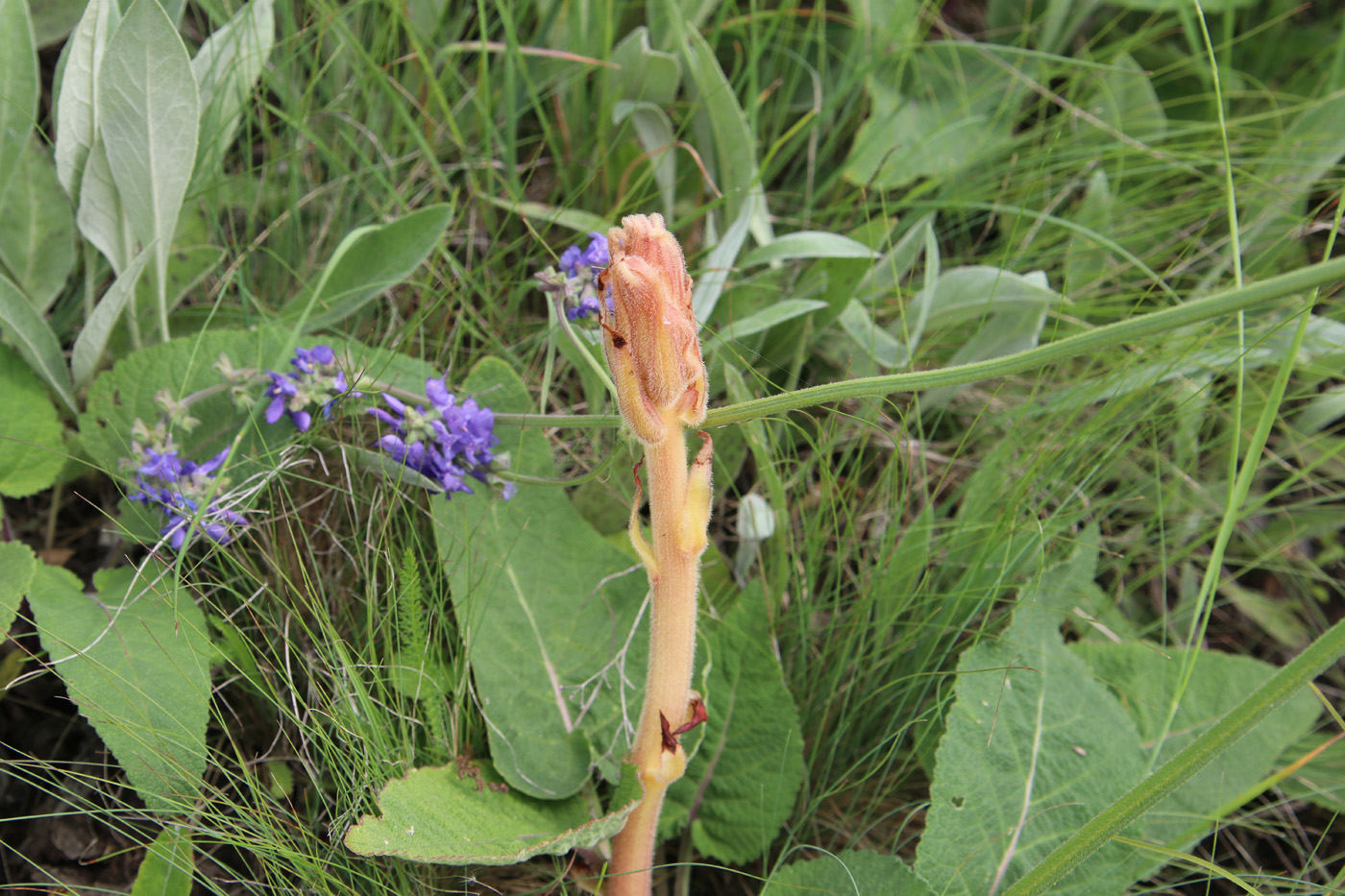 Изображение особи Orobanche alba.