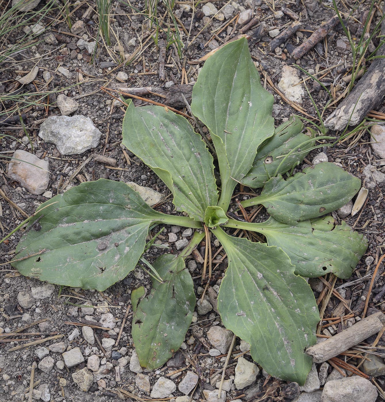 Image of Plantago major specimen.