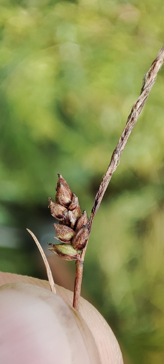 Image of genus Carex specimen.