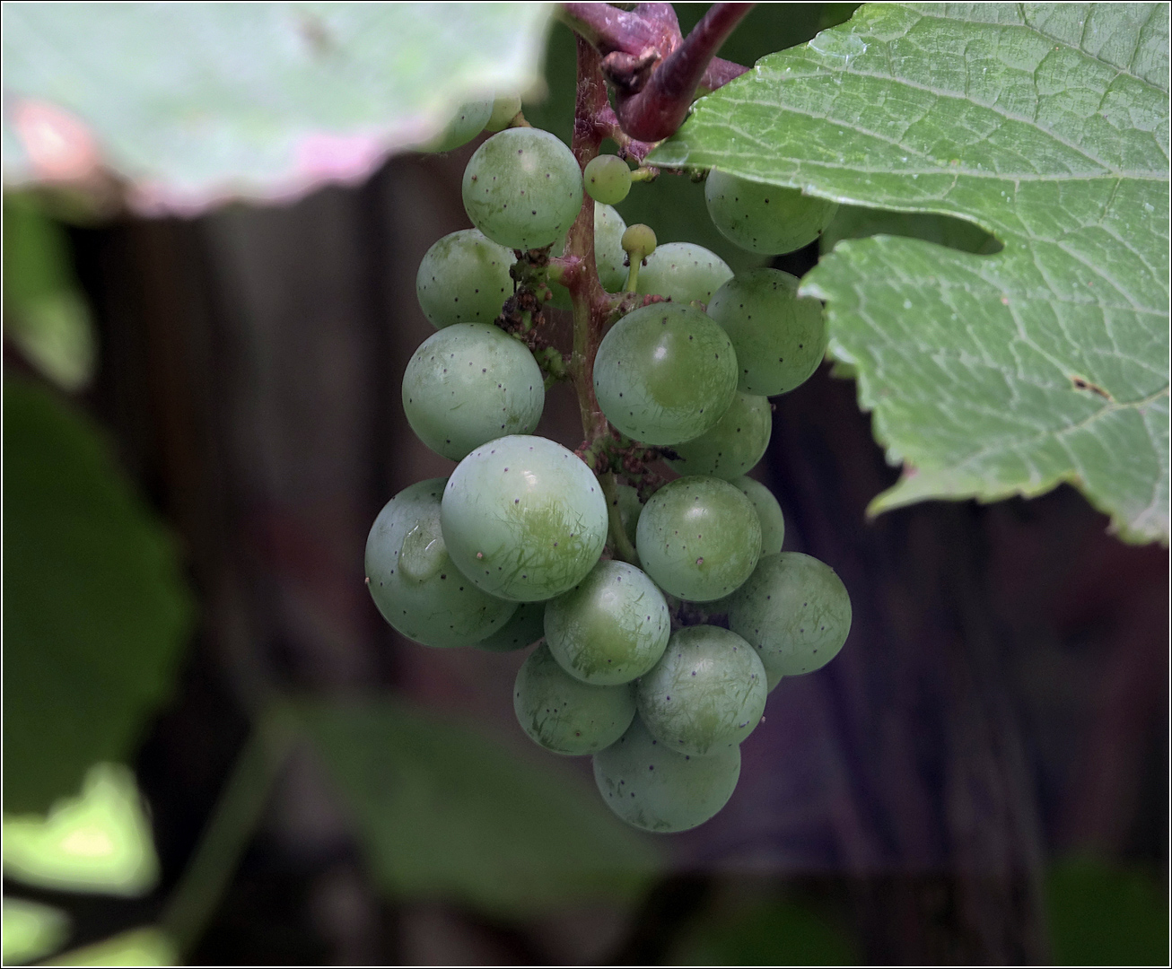 Image of Vitis amurensis specimen.