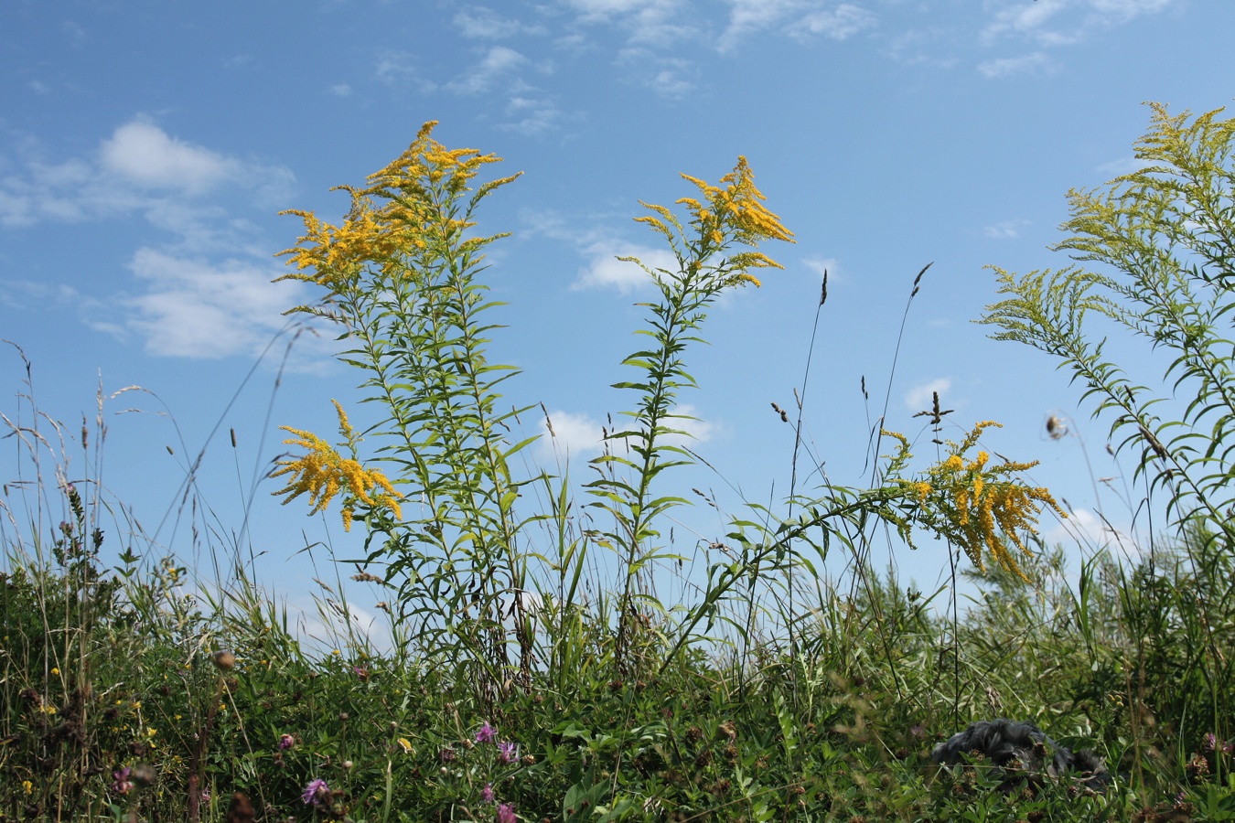 Изображение особи Solidago canadensis.