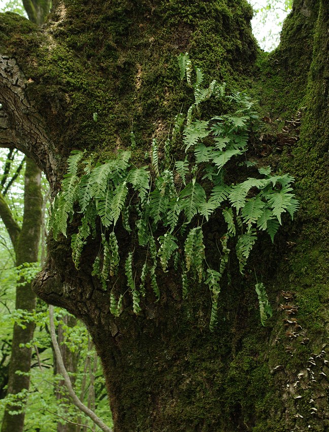 Image of Polypodium vulgare specimen.