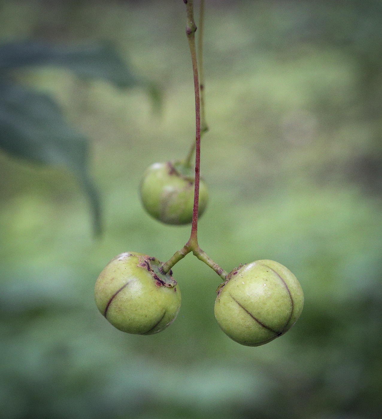 Изображение особи род Euonymus.