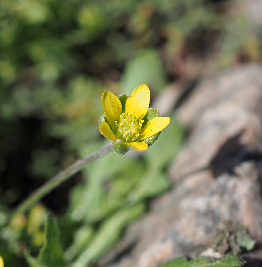 Изображение особи Ceratocephala orthoceras.