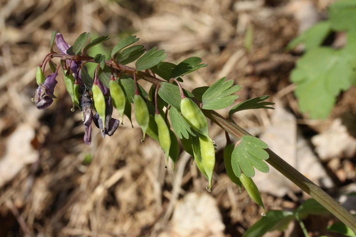 Изображение особи Corydalis solida.