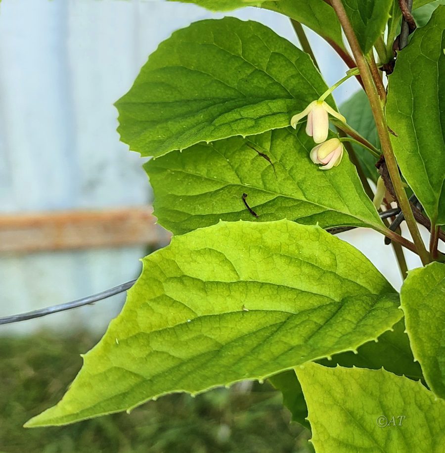 Изображение особи Schisandra chinensis.