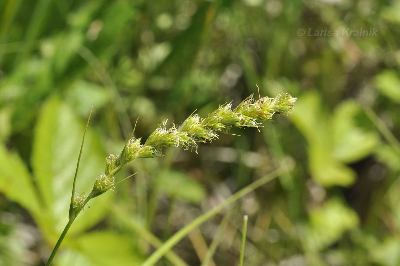 Изображение особи род Carex.