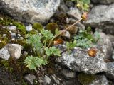 Beckwithia glacialis. Цветущее растение на каменистой осыпи. Кольский п-ов, Хибины, западный склон массива Кукисвумчорр. 11.08.2010.