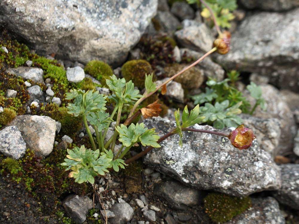 Image of Beckwithia glacialis specimen.