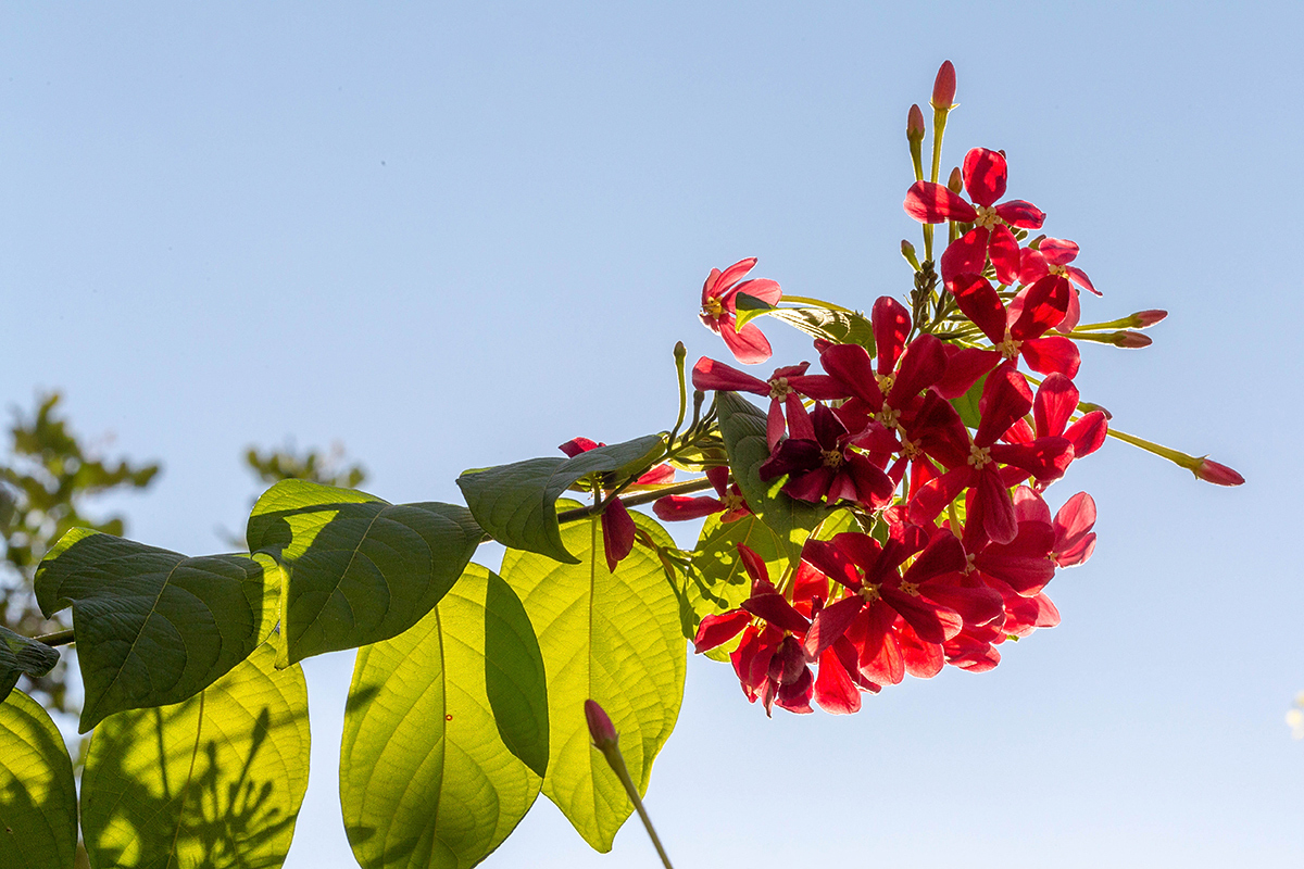 Изображение особи Combretum indicum.