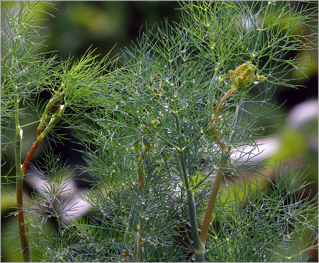 Изображение особи Anethum graveolens.